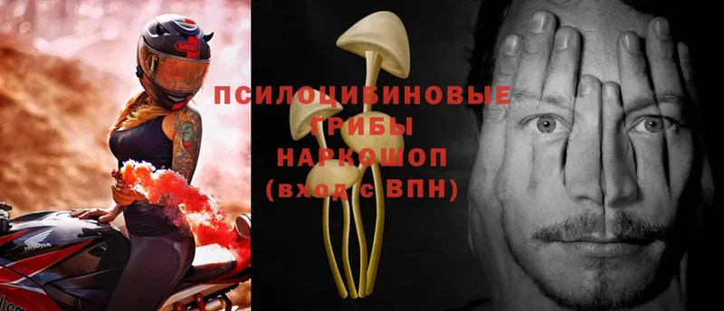 закладки  Вязники  Псилоцибиновые грибы Magic Shrooms 